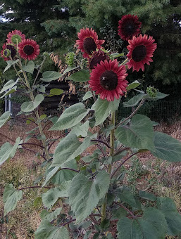 Tournesol rouge