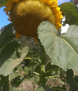 Tournesol géant Mammouth