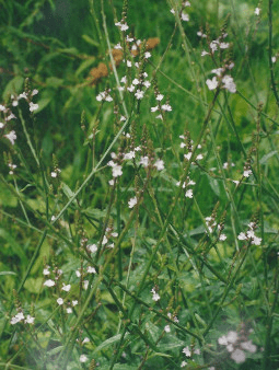 verveine officinale