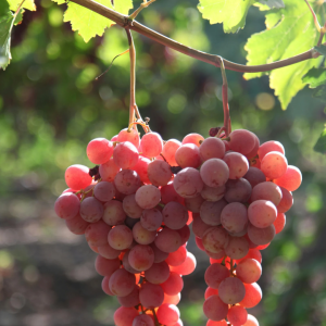 Vigne Reliance