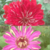Zinnia géant de Californie