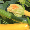 courgette jaune gold rush