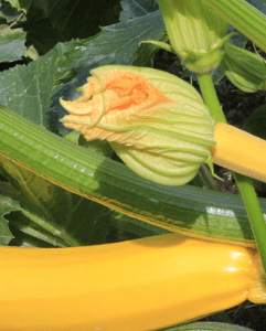 Courgette jaune Gold Rush