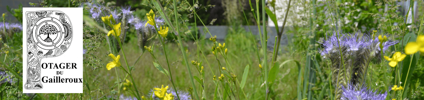 Réglisse officinale