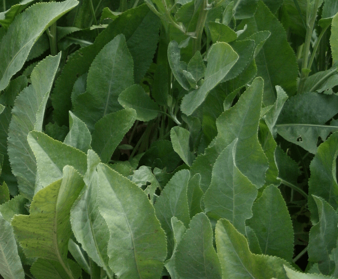 Les oseilles - Le Potager du Gailleroux, permaculture, jardin