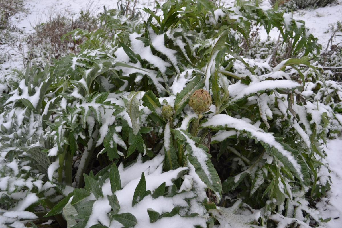 Artichaut l'hiver