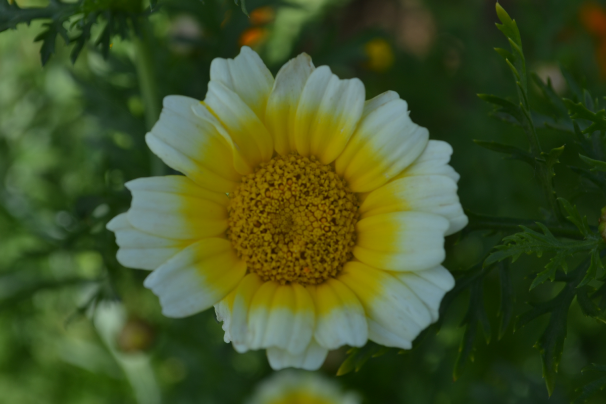 Chrysantheme-comestible-30-