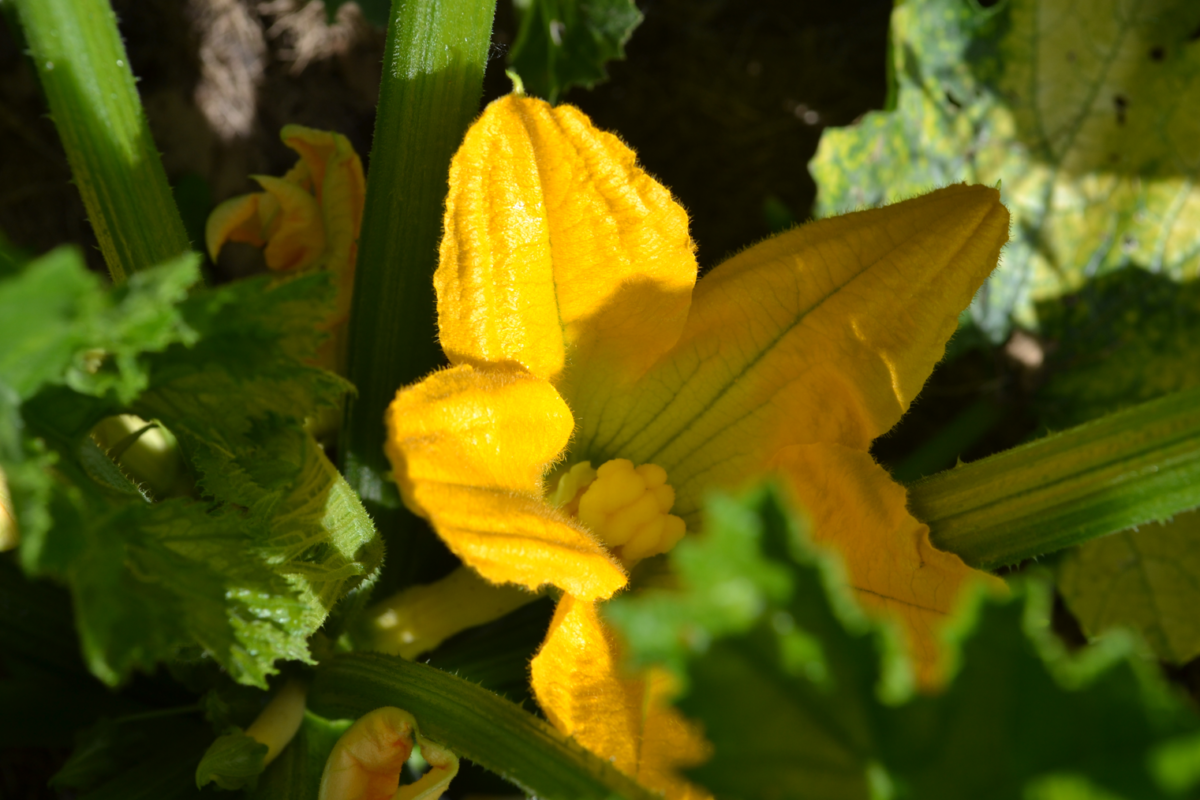 Courgette-30-