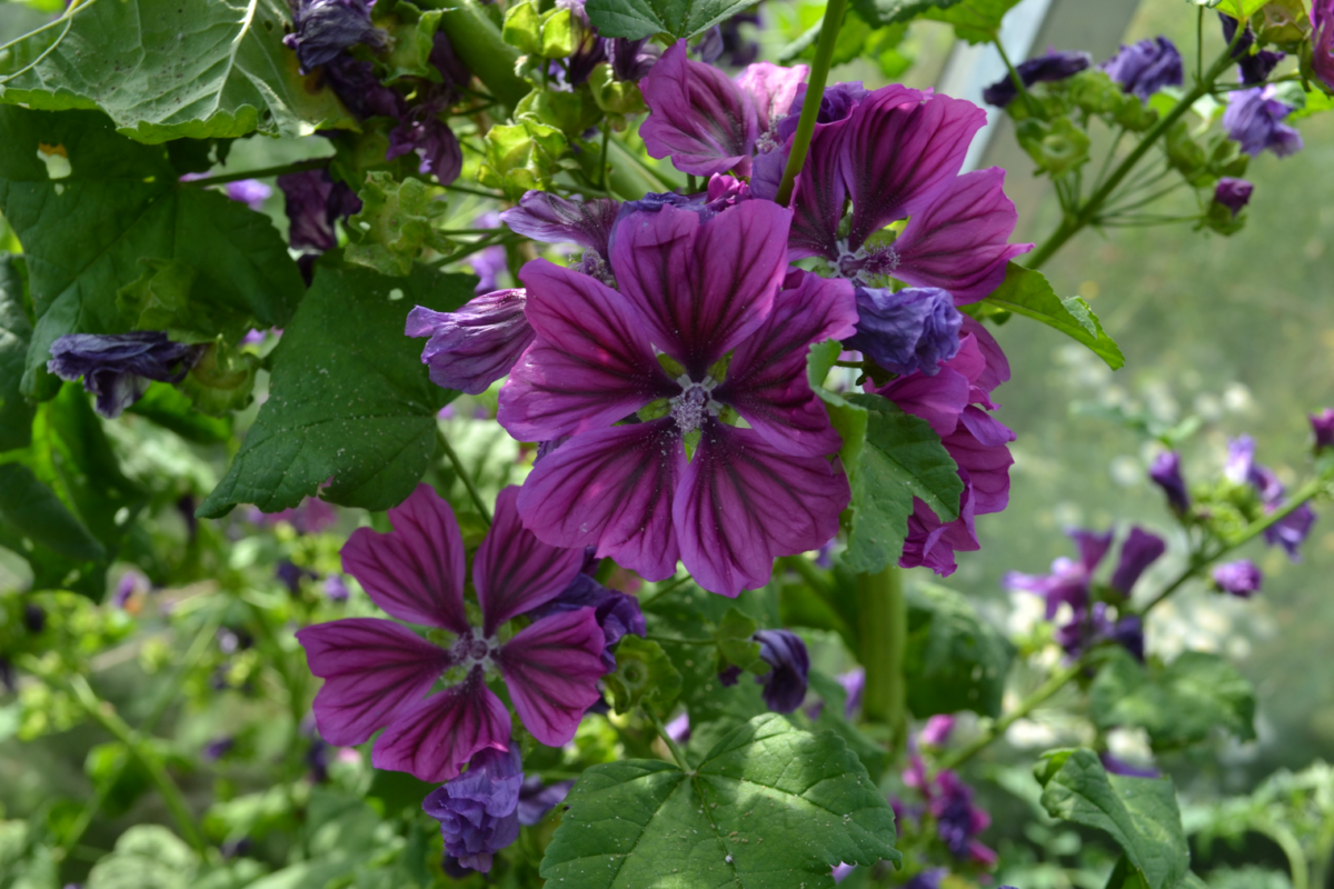 Mauve-de-Mauritanie-30-