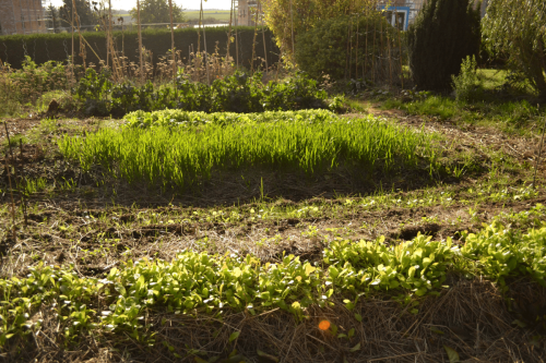 Démarrer un potager en permaculture à l'automne