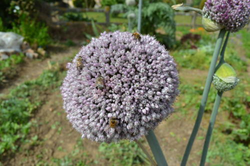 Poireau Elboeuf en fleurs