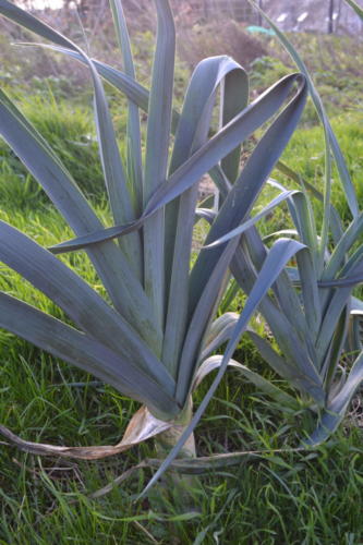 Poireau d'Elboeuf