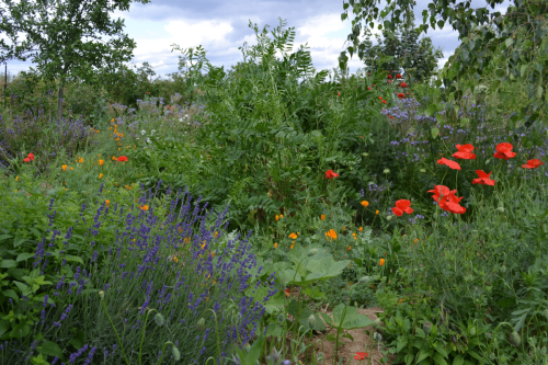 Potager médicinal 7 juin 2020