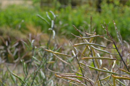 Cosses de chou frisé