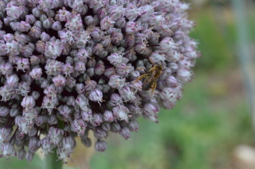 Poireau en fleurs