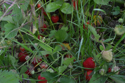 Fraises