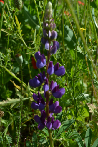 Lupin-ornemental-30-