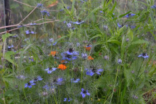 Nigelle-et-Calendula