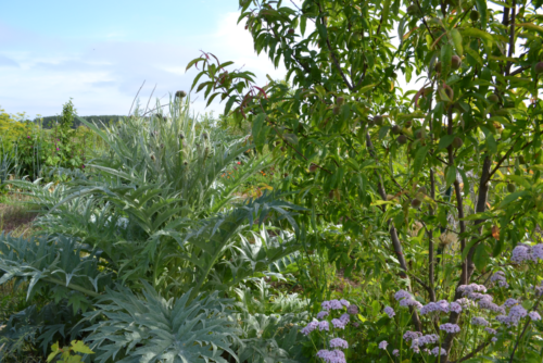 Peche-de-vigne-et-artichaut