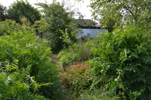 Reglisse-au-potager-medicinal