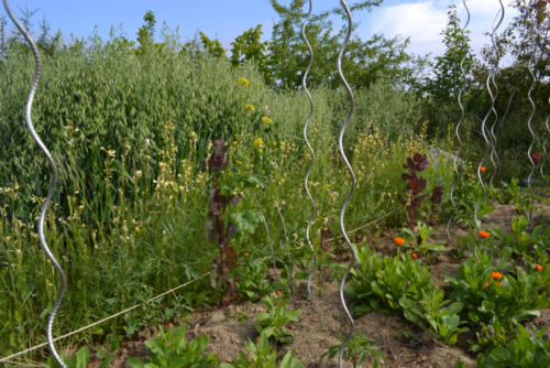 Tomates-roquette-souci-et-avoine