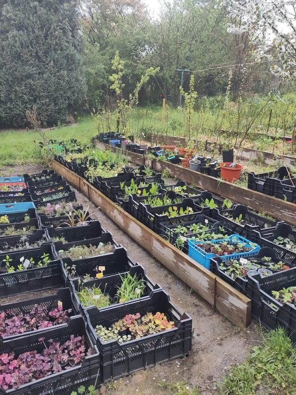 Techniques de multiplication de plantes vivaces